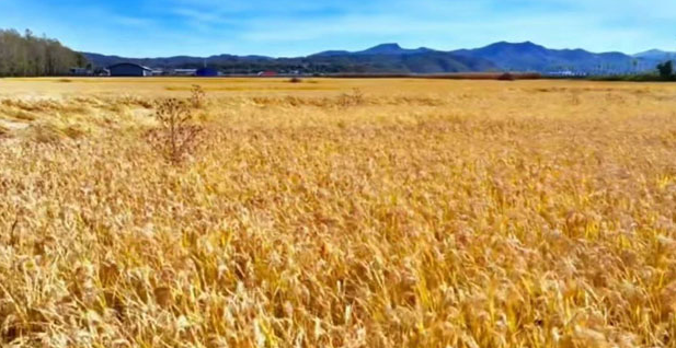 20241010133424048773.png image.png