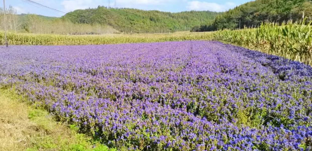 20241010133409072425.png image.png