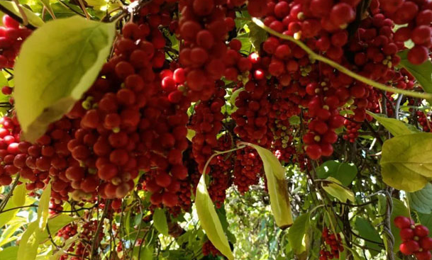 20241010133147002249.png image.png