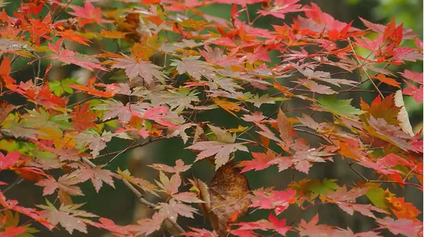 20241009091024023546.png image.png