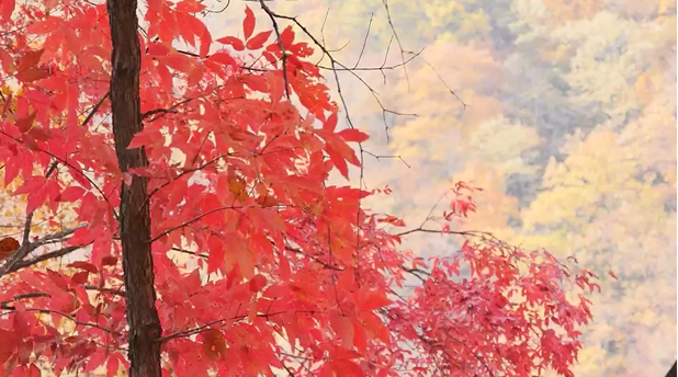 20241009091008034469.png image.png